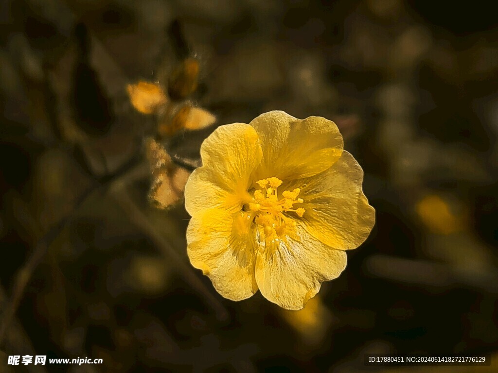毛茛