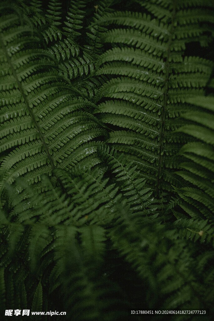 蕨类植物