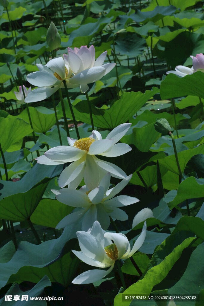 荷花荷叶  