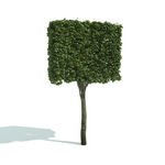 C4D模型 绿色植物