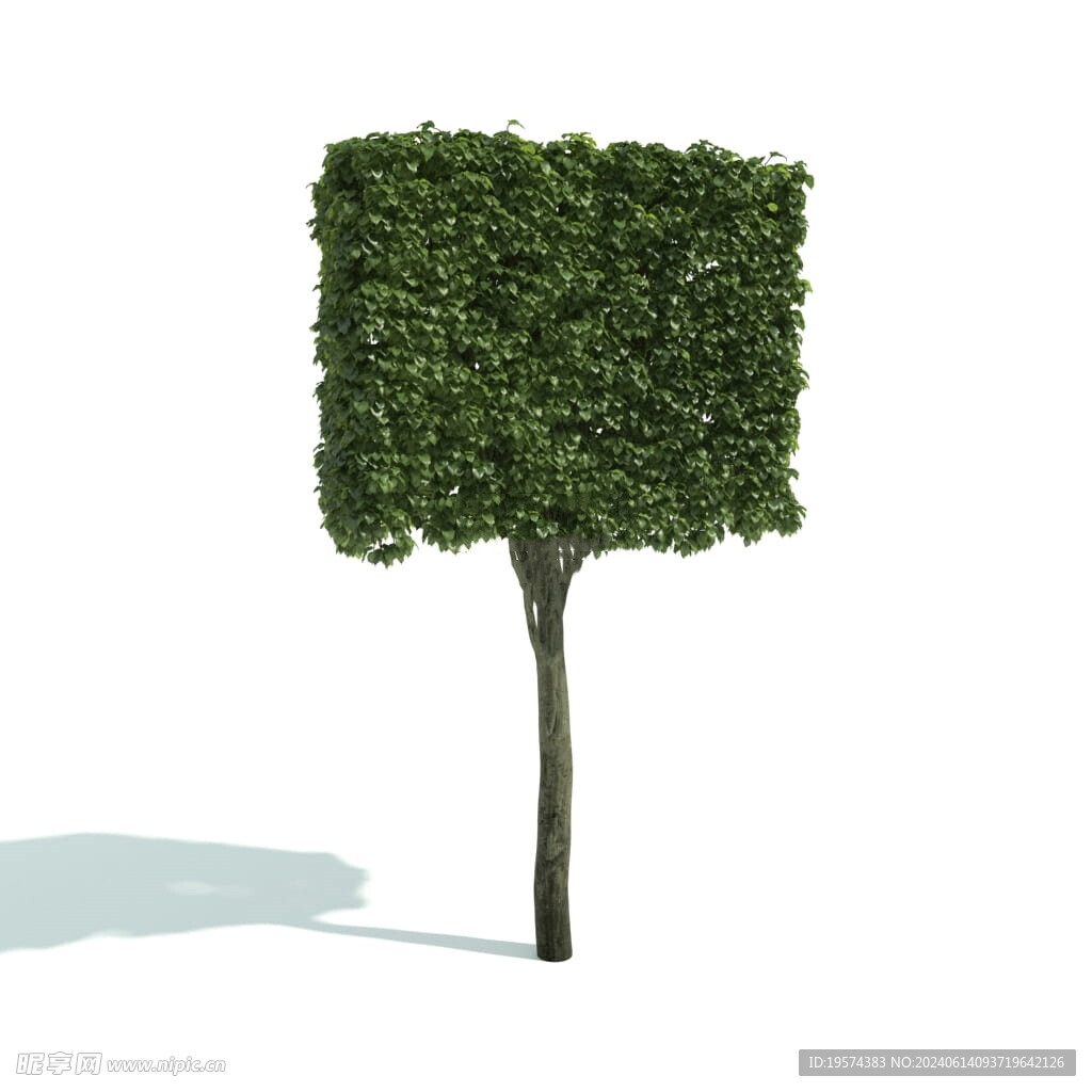 C4D模型 绿色植物