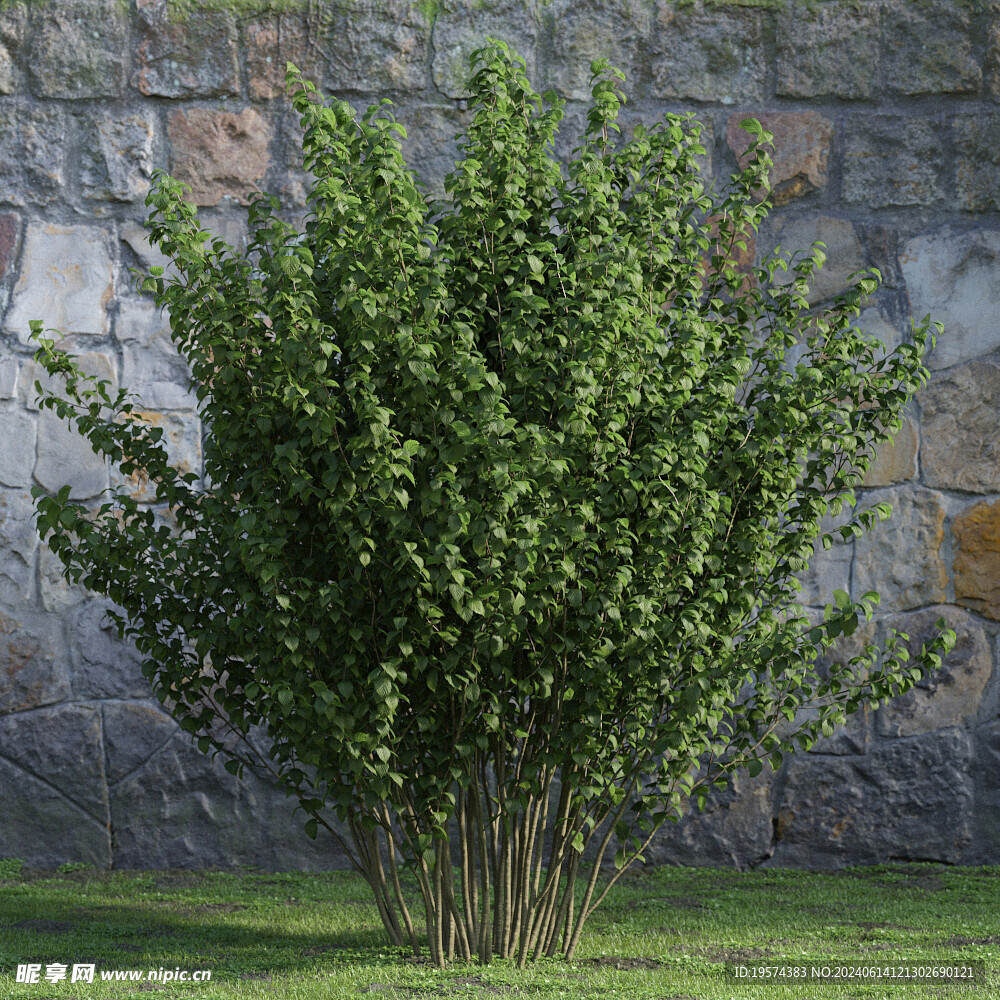 C4D模型 绿色植物