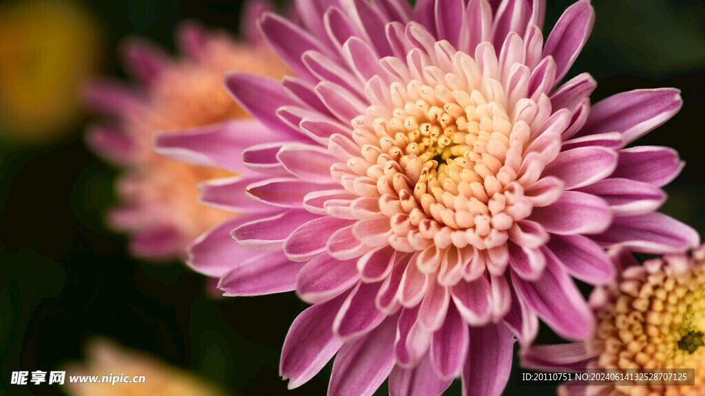 非洲菊花