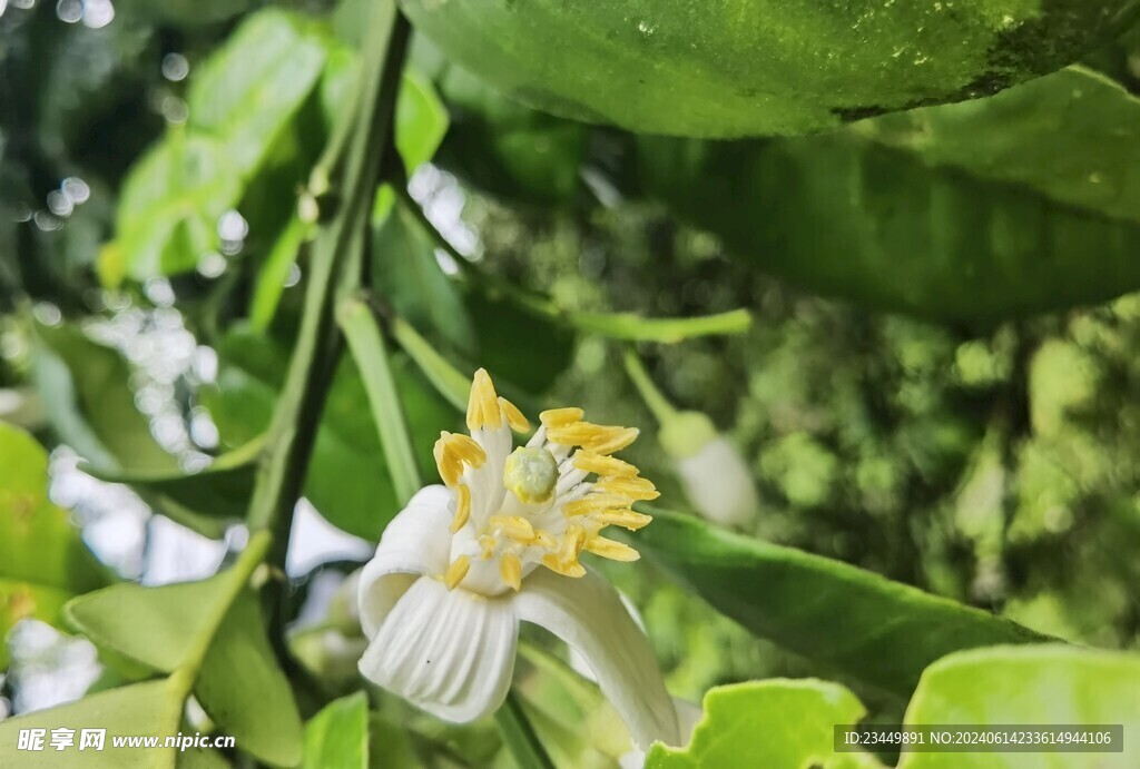 柚子花