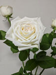 白荔枝玫瑰