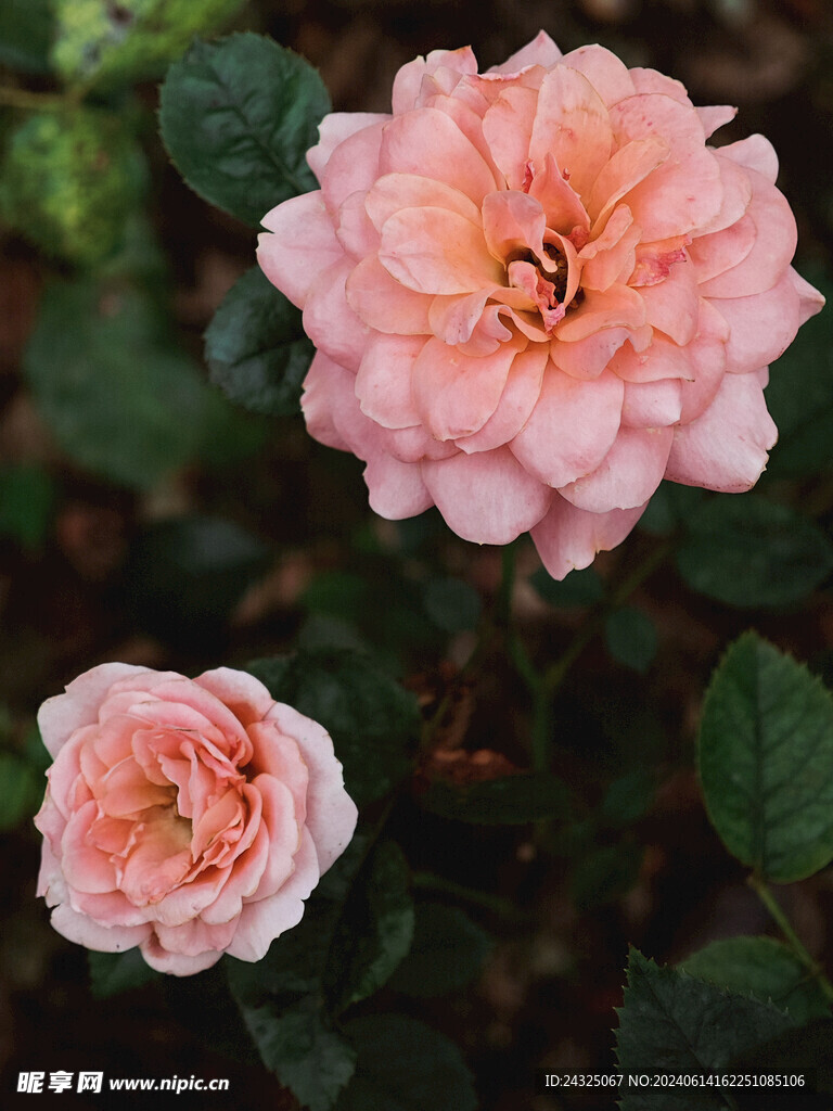 花朵