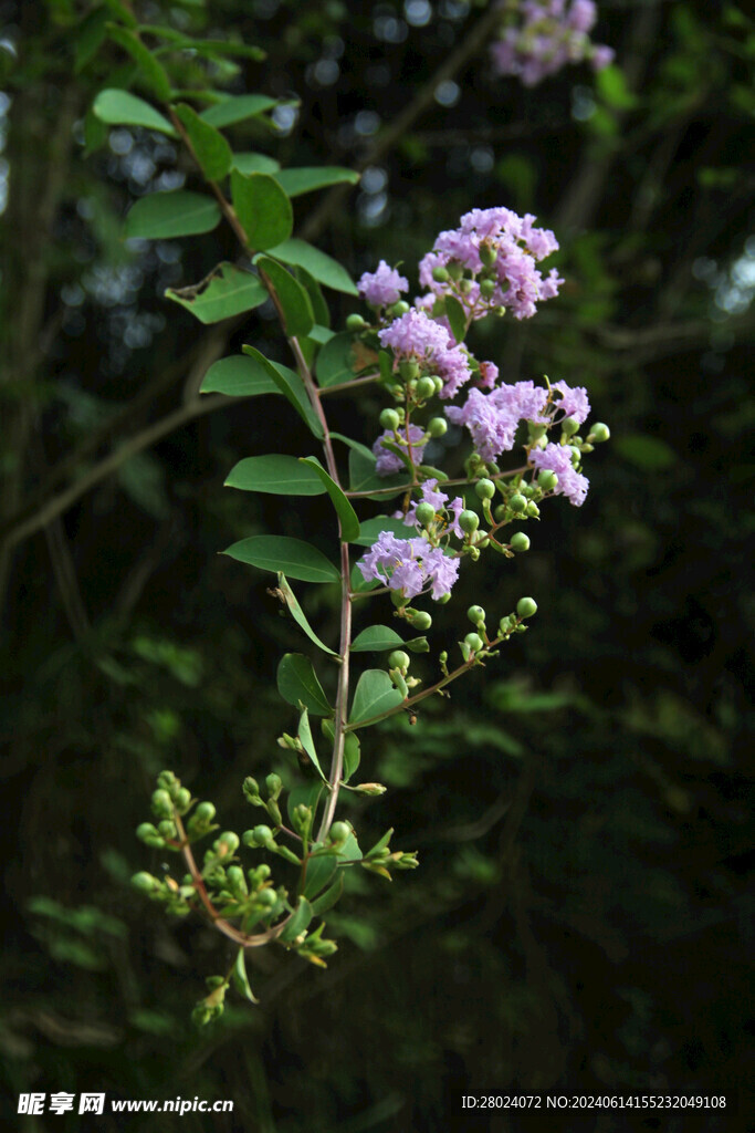 紫色小花