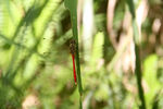 蜻蜓 绿植
