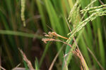 稻田里的蜻蜓