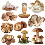 蘑菇 菌菇