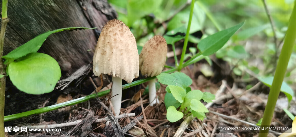 野生蘑菇