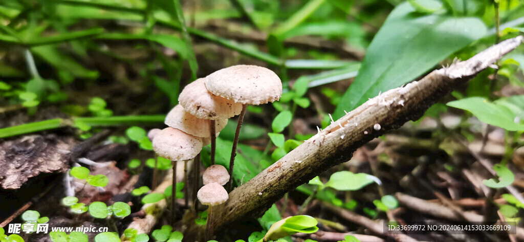 野生蘑菇