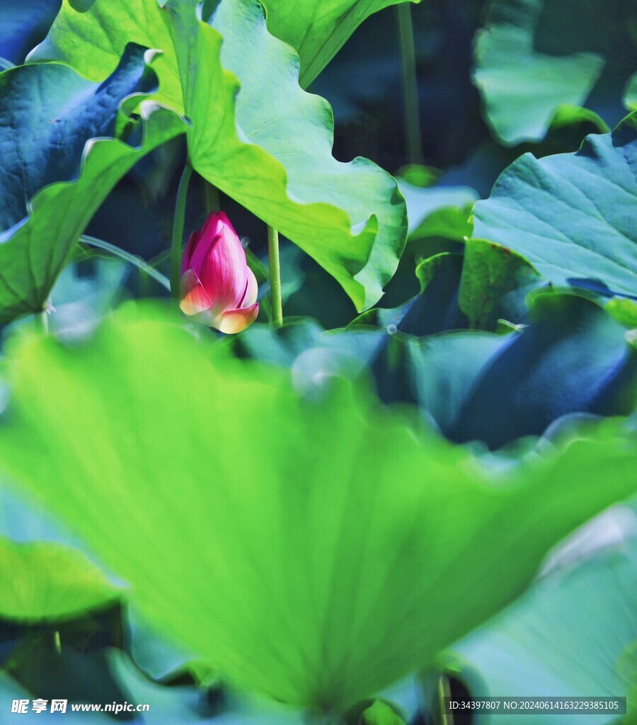 夏日荷花