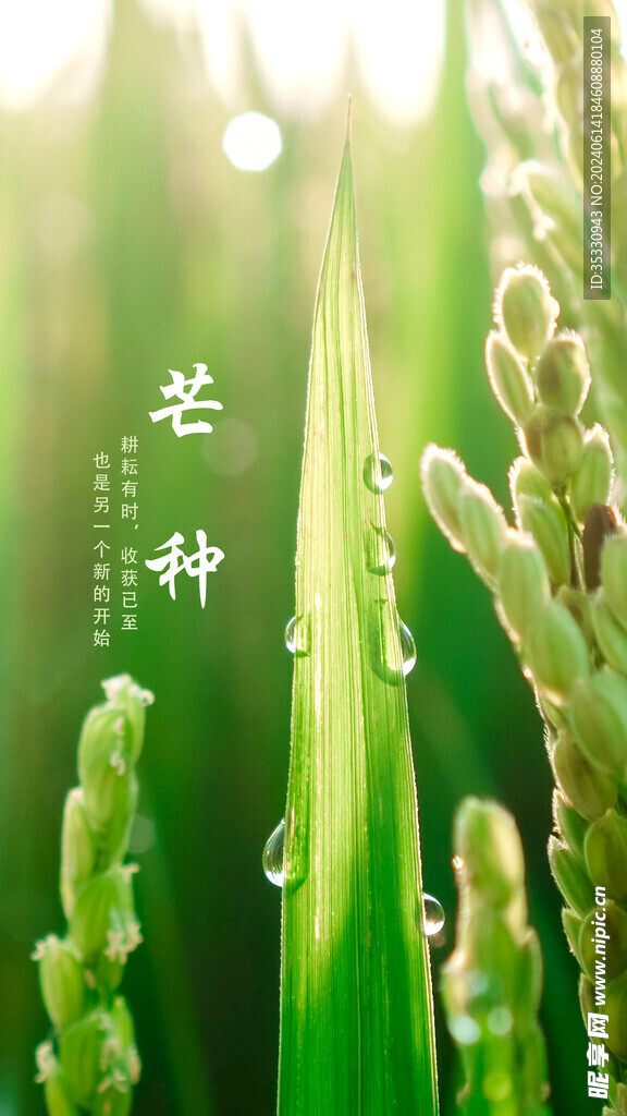芒种海报