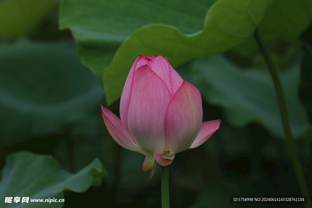 绿叶下的花蕾