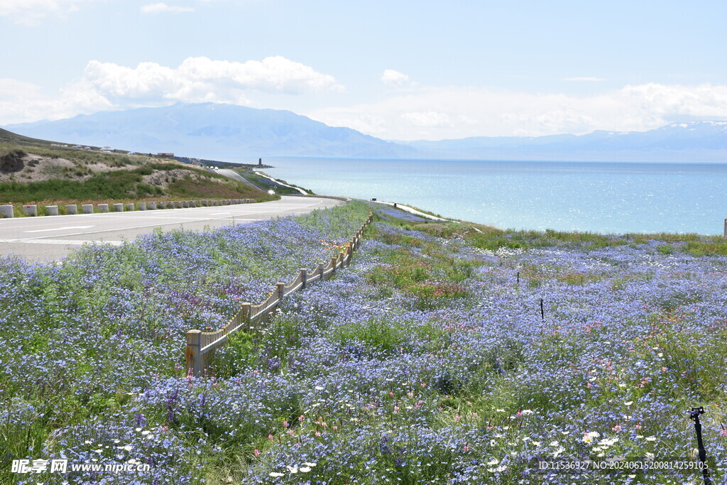 湖畔花海