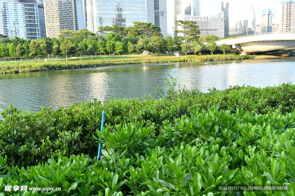 河边绿草