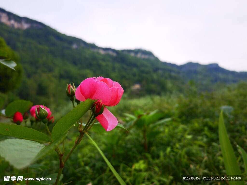 月季花