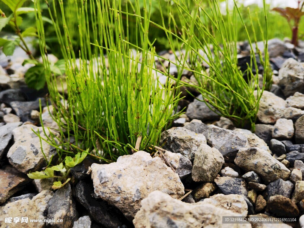 石头缝中生长的杂草