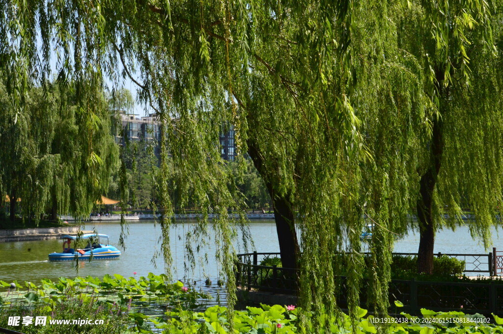 公园风景 