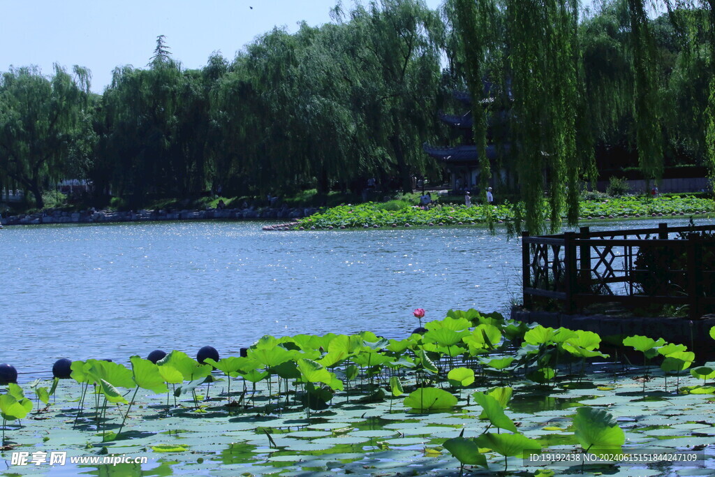 公园风景  
