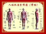 人体肌肉分布图
