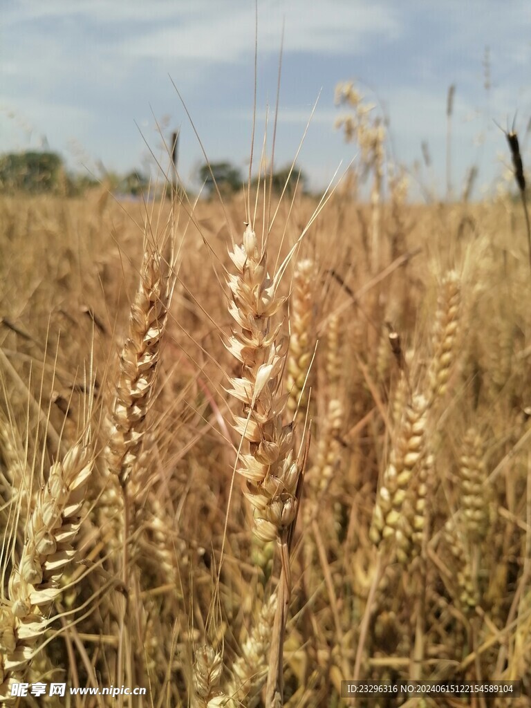 小麦