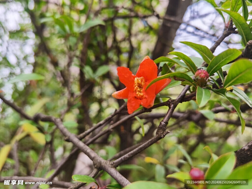 红色石榴花 