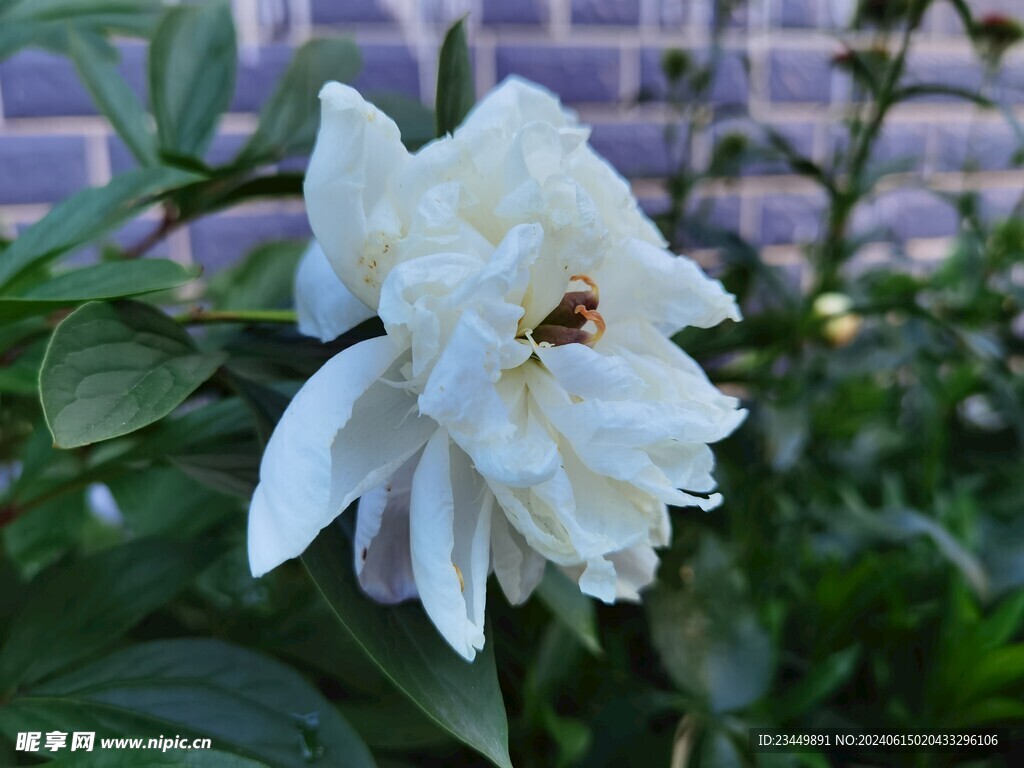 白芍药花