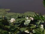 白睡莲花