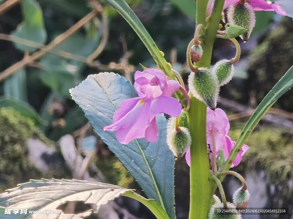粉红凤仙花