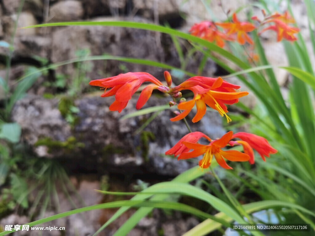 中药材雄黄兰花