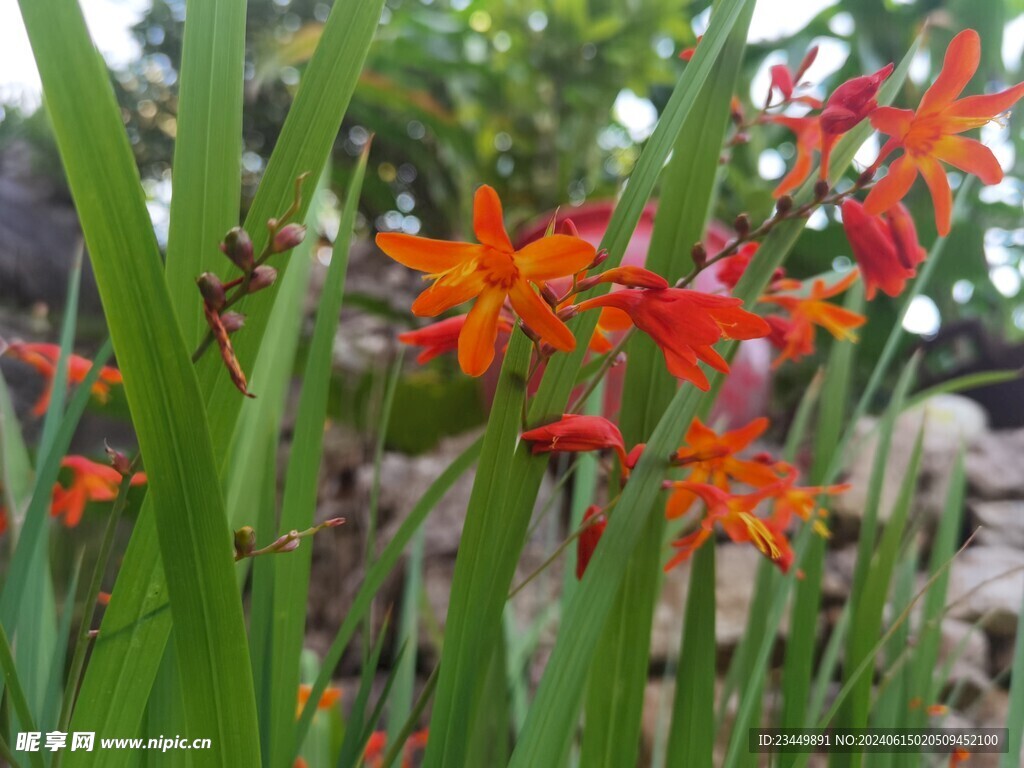 雄黄兰花