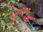 红色杜鹃花
