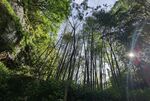 武夷山大王峰竹林风景
