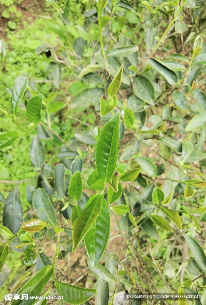 武夷岩茶树种 铁罗汉