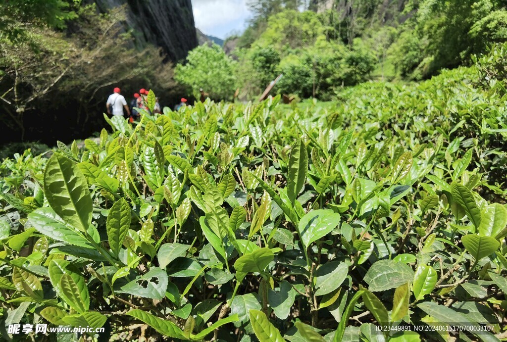 武夷岩茶树种金桂