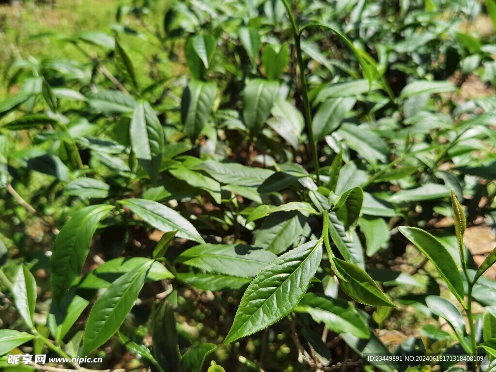 武夷岩茶树种 老君眉