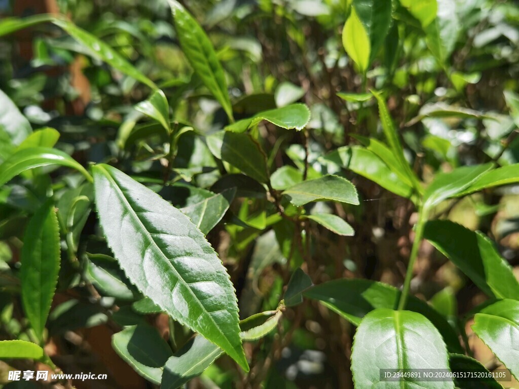 武夷岩茶树种 毛猴