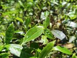 武夷岩茶树种 金毛猴