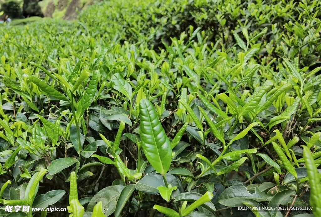 武夷岩茶树种 北斗
