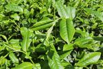 武夷岩茶树种 小红袍