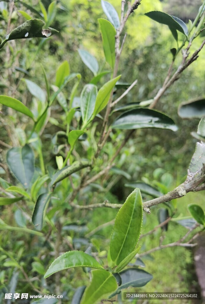 武夷岩茶树种 肉桂