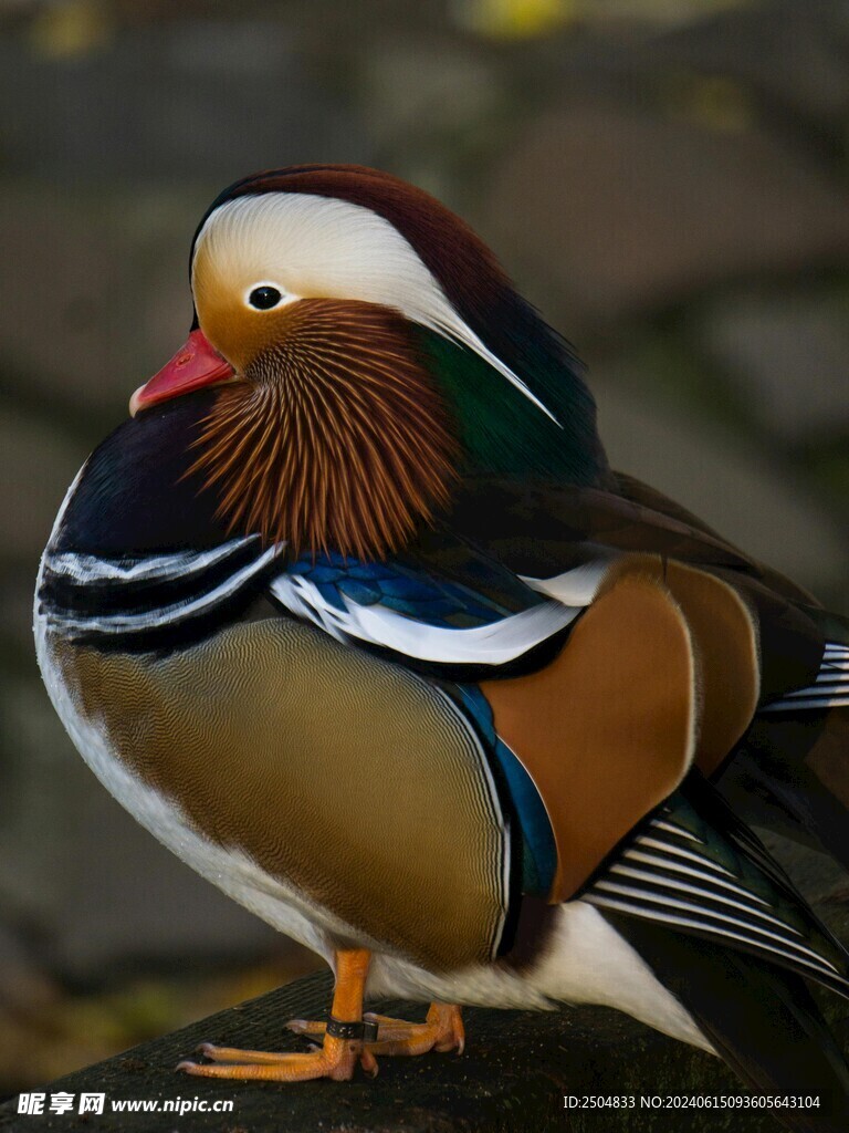鸳鸯