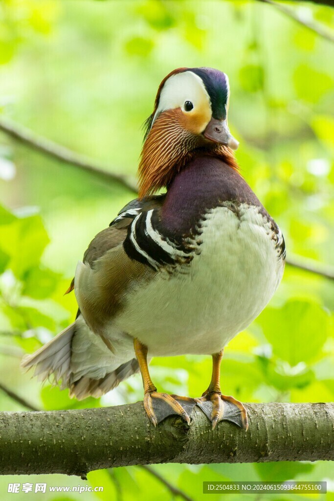 鸳鸯