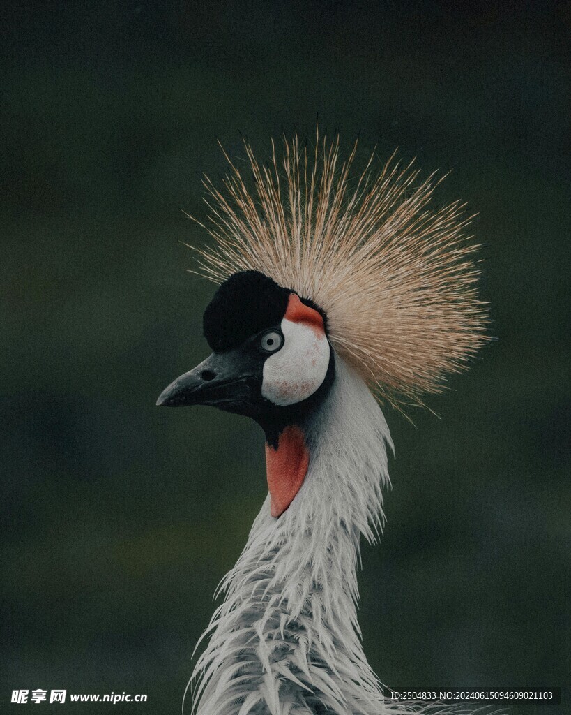 灰冠鹤