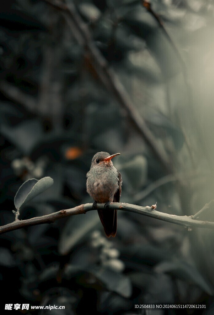 蜂鸟