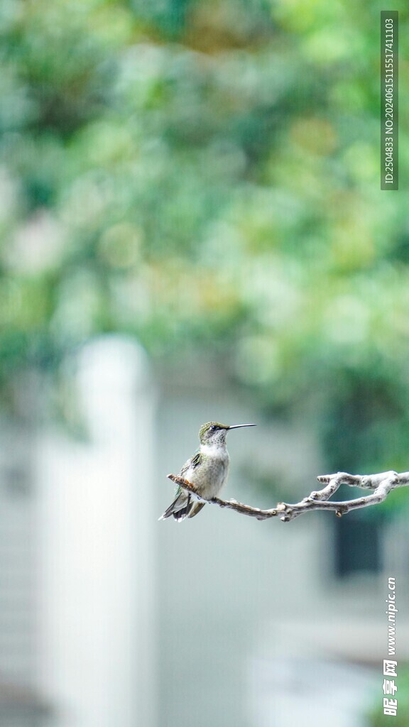 蜂鸟