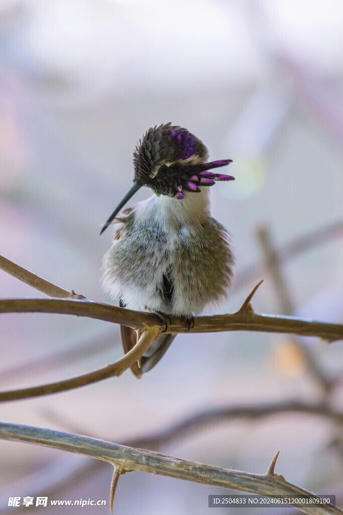 蜂鸟