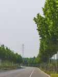 绿树公路